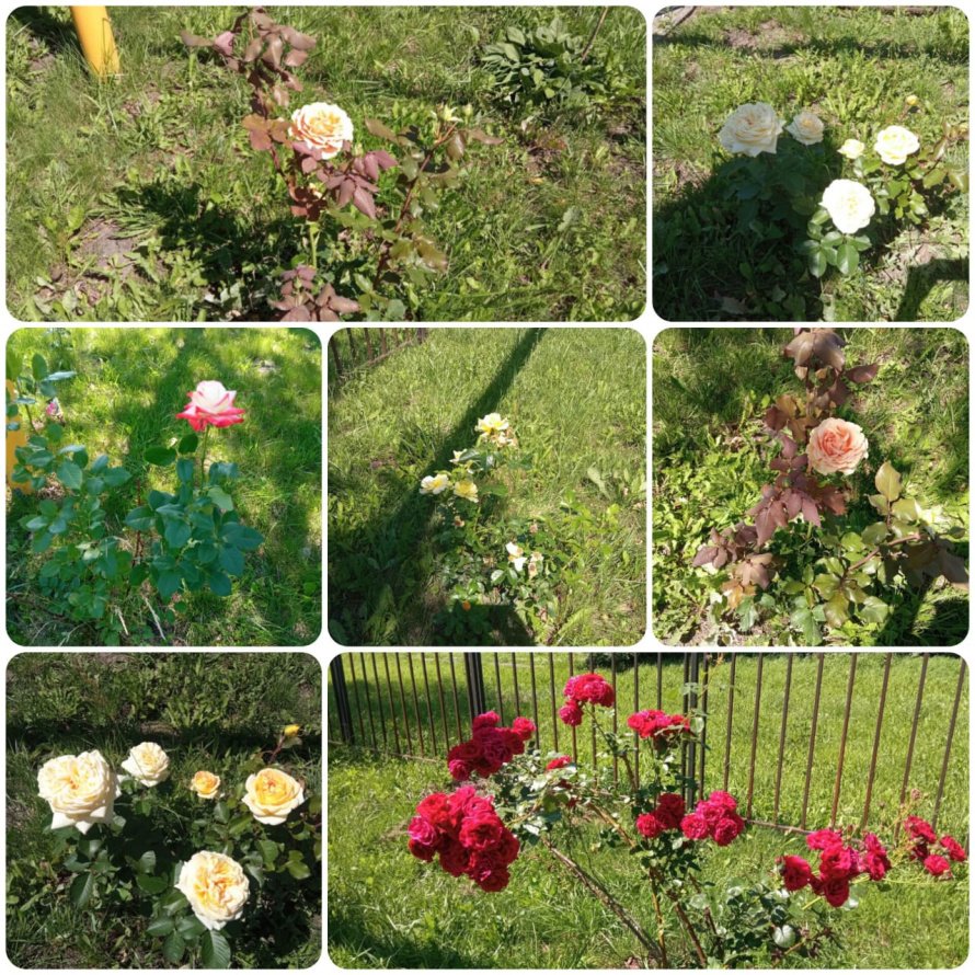 Аромат королевы цветов