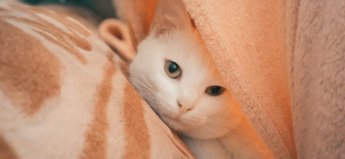 «Мой друг - хвостатый котик»